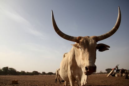 Mientras los animales se aglutinan en torno a los charcos que se forman junto al estanque, los pastores llenan bidones y neumáticos con agua para abastecer a sus familias.