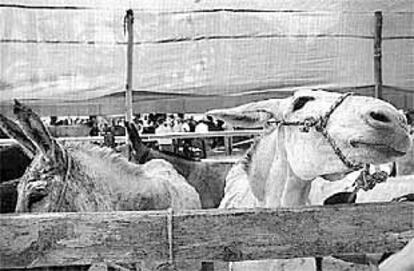 Varios burros expuestos en la Feria de Ganado de Orihuela.