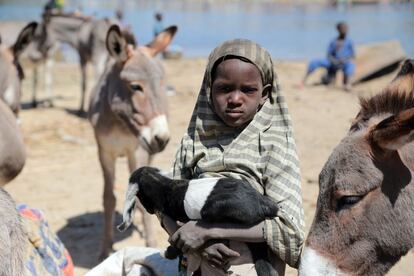 Un niño sujeta a un cabritillo entre burros en el campo de Ngouboua.