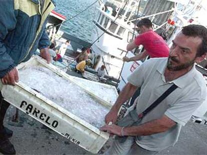 Descarga de pescado fresco en el puerto de Muxía (A Coruña).