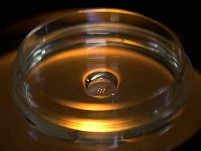 Microplaca con embriones que han sido inyectados con la proteína Cas9 en un laboratorio de Shenzhen (China)