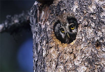 Además hay una rica fauna asociada a estos árboles, como el mochuelo boreal.