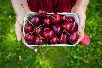 Un cuenco con cerezas recién recolectadas.