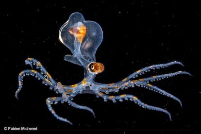 El fotógrafo francés Fabien Michenet inmortalizó a este joven pulpo, de apenas dos centímetros de diámetro, a 20 metros de profundida en aguas de Tahití, en la Polinesia Francesa. El cuerpo transparente del animal, útil para camuflarse en el océano, deja ver sus órganos internos.