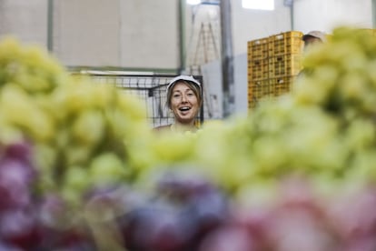 Uan trabajadora en un almacén de uva de mesa ecológica de la empresa Agronovel en Hondón de las Nieves, Alicante.