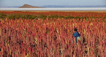 Plantación de quinua en el pueblo boliviano de Jirira.