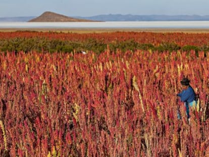 Plantación de quinua en el pueblo boliviano de Jirira.