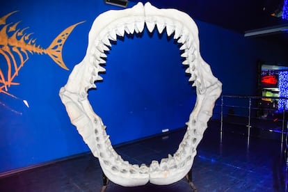 Modelo de los dientes del megalodón, en este se aprecia su forma de sierra, que facilitaba la caza de animales ricos en grasas, como las ballenas.