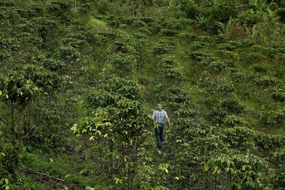 Selva costarricense