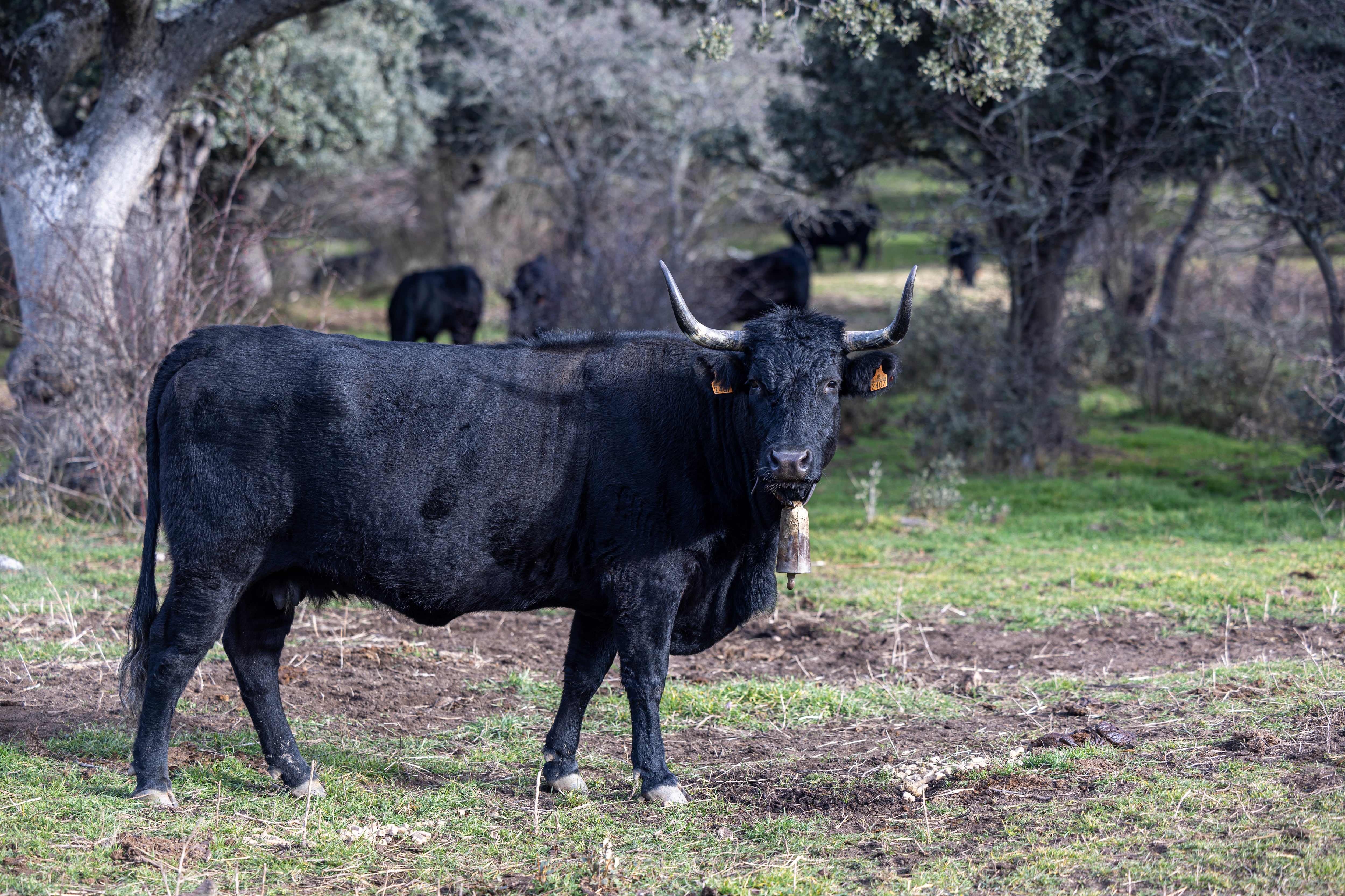 Una vaca de raza avileña-negra ibérica en la dehesa en la que pasta, en la sierra de Ávila.