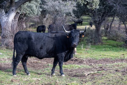 Una vaca de raza avile?a-negra ibrica en la dehesa en la que pasta, en la sierra de ?vila.