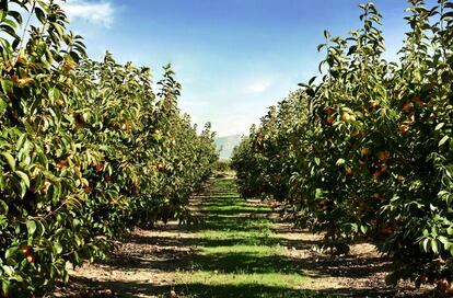 Plantación de caqui en la ribera del Xúquer (Valencia).