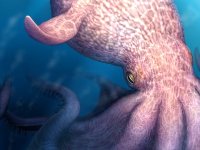 Kraken pulpo carnívoro
