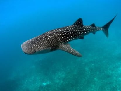 La agencia científica australiana, CSIRO, recogerá muestras de ADN de estos animales en el Arrecife Ningaloo