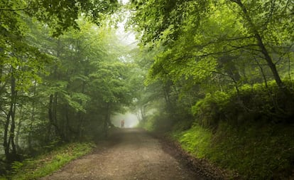 Un bosque en la región de Ponga (Asturias).