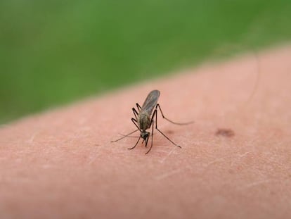 La amenaza del mosquito tigre y otros insectos en verano