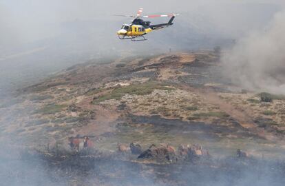 Un grupo de 27 caballos corrían asustados entre el humo y el fuego en dirección a uno de los focos activos del incendio en La Granja de San Ildefonso (Segovia), el domingo 3 de agosto de 2019.