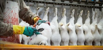 Imagen del matadero Grau-Calaf de Barcelona, según Igualdad Animal.