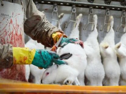 Imagen del matadero Grau-Calaf de Barcelona, seg&uacute;n Igualdad Animal.