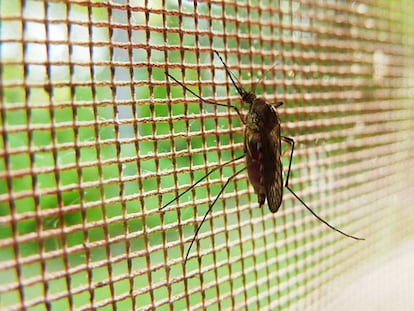 Así burlan los mosquitos el veneno de los insecticidas