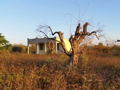 Un olivo infectado por la bacteria 'Xylella fastidiosa', en la región de Apulia (Italia).