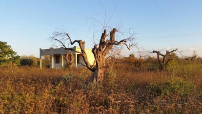 Un olivo infectado por la bacteria 'Xylella fastidiosa', en la región de Apulia (Italia).