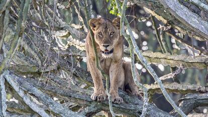 Una de las leones del parque nacional de la Reina Elizabeth.