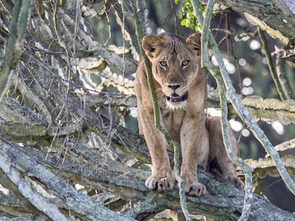 Una de las leones del parque nacional de la Reina Elizabeth.