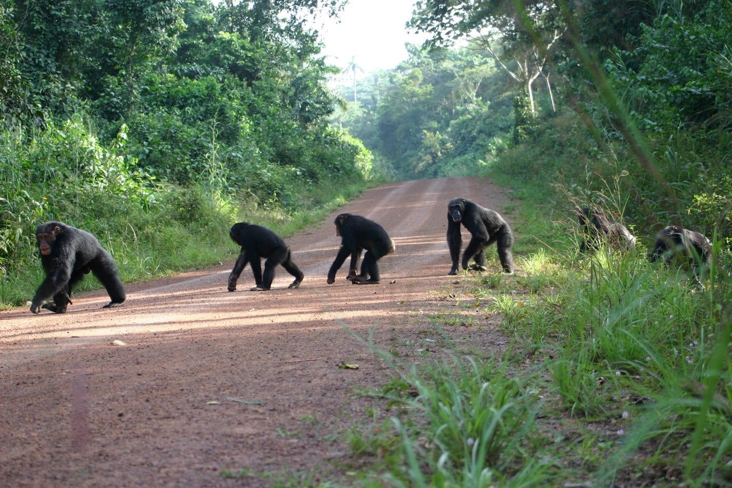 El experimento que revela la gran memoria de los chimpancés: “Es impresionante que recuerden dónde están las hormigas”