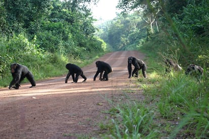 Simios Africa