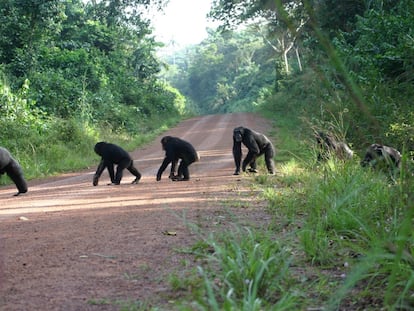 One of the greatest impacts of mining is due to new roads. In this image, a group of chimpanzees crosses a road in Bossou, Guinea.