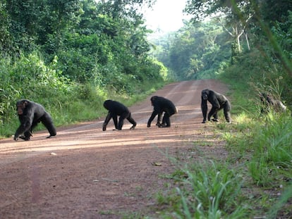 Simios Africa