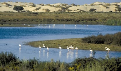 Parque de Doñana, el 4 de abril.