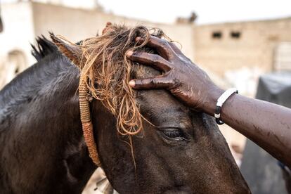 Amanece en los suburbios de Dakar y Mame Mor Anta Ly lava su caballo al abrigo de un puente de carretera, mientras espera que los contraten a los dos. Es uno de los senegaleses que van a la capital con un percherón para ganarse la vida, pero pasan miserias y sufren el desprecio de los habitantes de la ciudad.