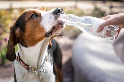 57% of dogs that are taken to the veterinary clinic for heat stroke die, although the risk decreases if the symptoms are detected and treated on time.