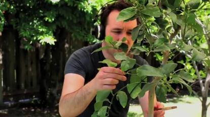 El músico Diego Stocco haciendo música con un árbol