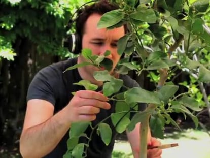 El músico Diego Stocco haciendo música con un árbol