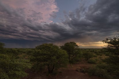 Paisaje a última hora de la tarde del bosque cercano a Ghanzi. En parajes así han vivido los bosquimanos durante miles de años.