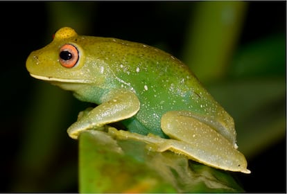 Una rana del género 'Aplastodiscus' de la familia 'Hylidae' que viven en Brasil y el norte de Argentina.