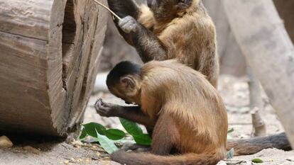 Capuchinos usando ramas como herramientas. 