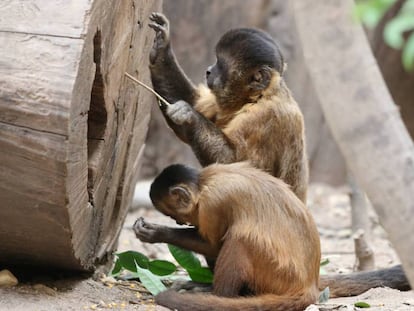 Capuchinos usando ramas como herramientas. 