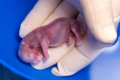 Thomas Hildebrandt, head of the BioRescue-Leibniz-IZW project, displays the 70-day-old rhinoceros fetus that was gestated by Curra.