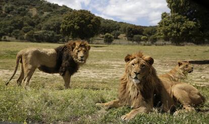 Dos ejemplares de león y una leona observan el paso de los coches en el Safari de Madrid