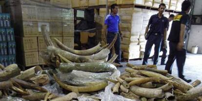 Imágenes de las 1,4 toneladas de marfil confiscadas en Malasia en diciembre.