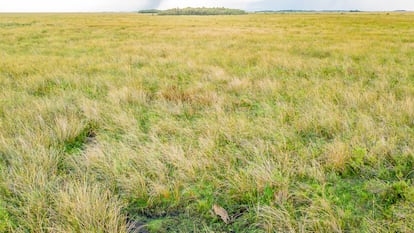 All of the jaguars reintroduced into Esteros del Iberá are descendants of zoo animals. 