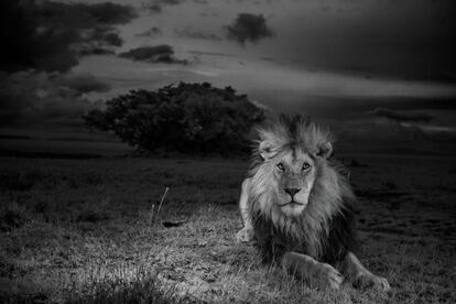 Un león llamado 'C boy', en el Parque Nacional del Serengueti en Tanzania en 2012.