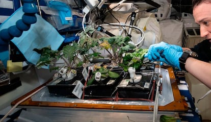Astronauta de la NASA realizando trabajos de jardinería