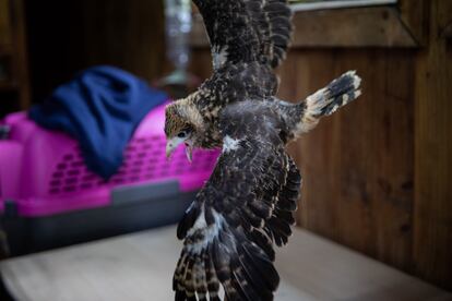 Esta pequeña cabaña es la sede de la Fundación Plumas y Colas en Libertad, y es atendida por la veterinaria Grecia Marquís. En la imagen, una cría de gavilán durante su proceso de rehabilitación, en la choza de la fundación Plumas y Colas en Libertad de Caracas (Venezuela).