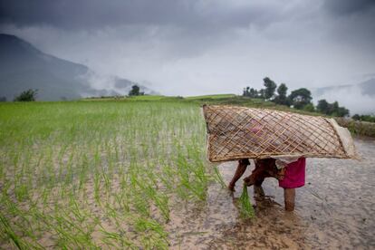 Un agricultor lleva el 'ghoom' tradicional de protección contra la lluvia mientras siembra plántulas de arroz en un campo en la aldea de Nuwakot (Nepal). Este año, la plantación de arroz en Nepal se ha visto gravemente afectada en todo el país debido a la falta de lluvias. El 60 por ciento de la industria agrícola de Nepal depende de la lluvia monzónica, mientras que el 40 por ciento se lleva a cabo a través del riego.