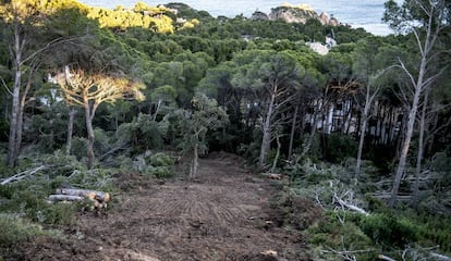 Tala de árboles en Palafrugell.